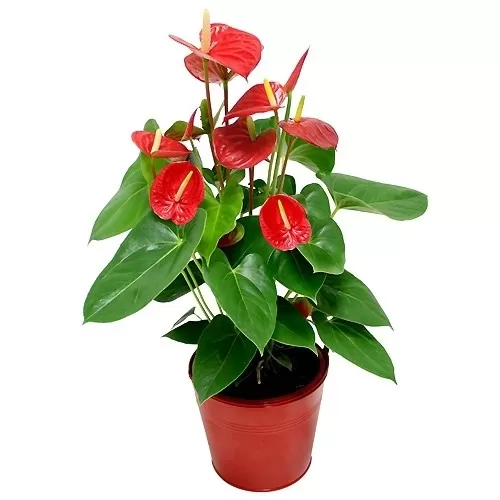 Anthurium Rojo | Hasta -80% Descuento en Perfumerias Valencia