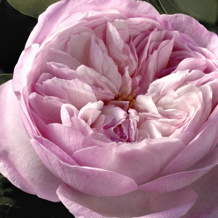 Rose Naturelle Intense Rose Naturelle Intense